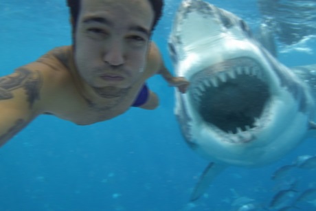 Selfie requin